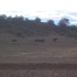 Outback - Wildpferde