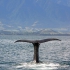 Kaikoura - Whale Watching