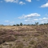 Hoge Veluwe