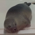 Stellendam - A Seal
