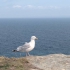 Tintagel Castle