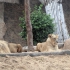 Loro Parque