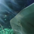 Loro Parque