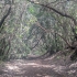 El Bosque de Los Enigmas