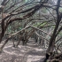 El Bosque de Los Enigmas