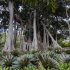 Puerto de la Cruz - Jardín Botánico