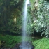 Dorrigo National Park - Rainforest Walk