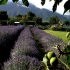 Kaikoura - Lavendyl Lavender Farm