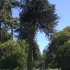 Christchurch - Botanical Gardens
