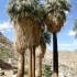 Joshua Tree National Park - 49 Palms Oasis