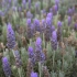 Quorn - Lavendel
