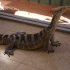 Alice Springs - Reptile Centre