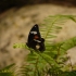 Kuranda - Butterfly Sanctuary