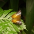 Kuranda - Butterfly Sanctuary