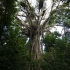 Atherton Tablelands - Cathedral Fig Tree
