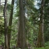 Giant Cedars Nature Trail