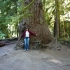 Cathedral Grove
