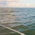 Bootstour zu den Robben - Robbe schaut aus dem Wasser